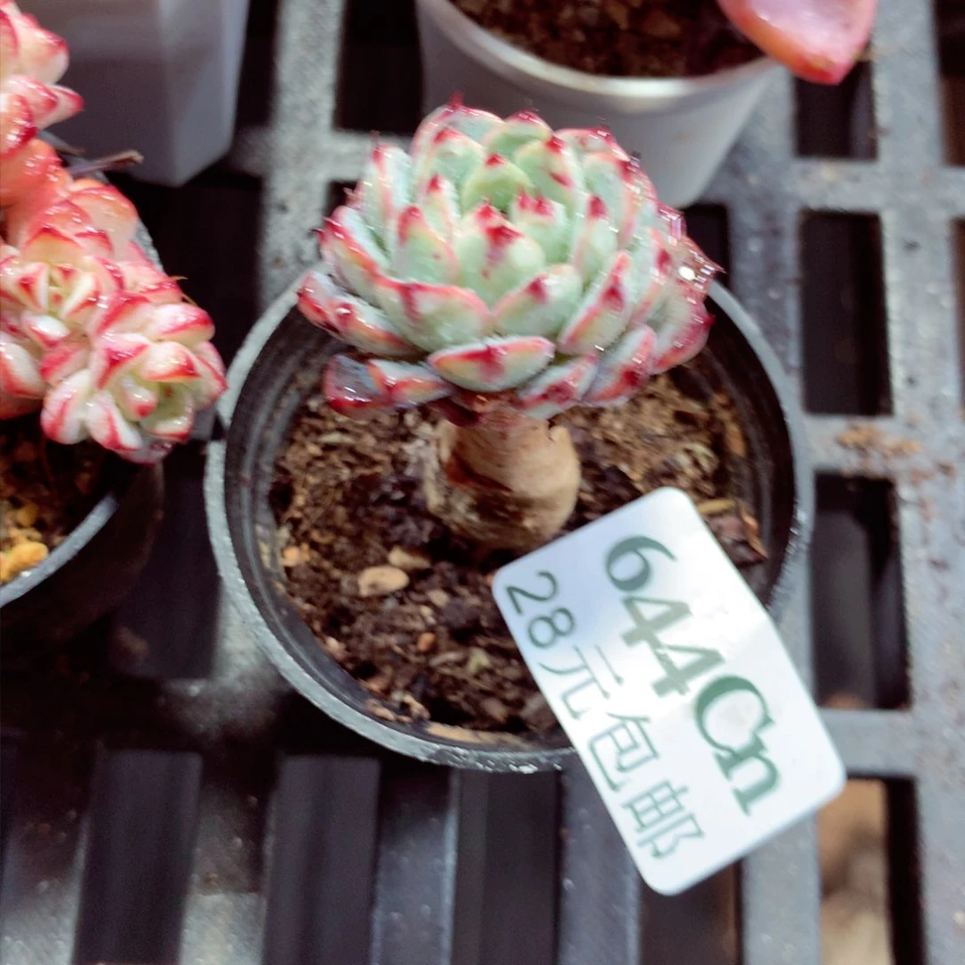 5厘米盆精控多肉644