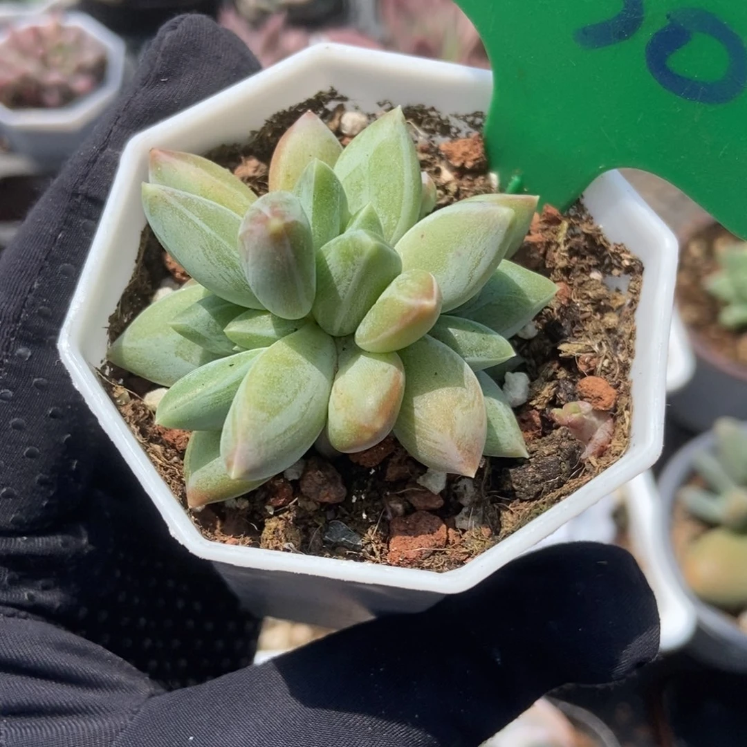 830重楼多肉植物保护