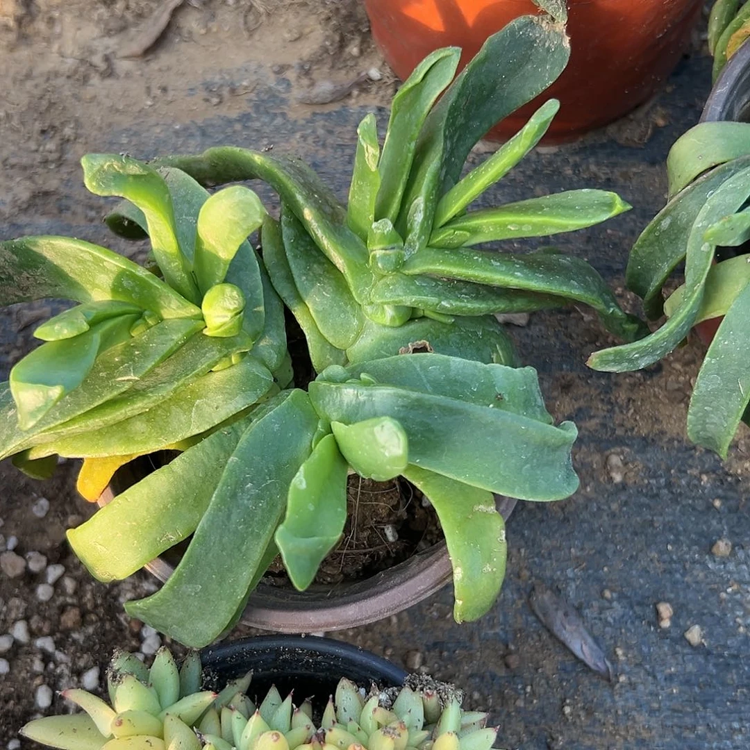 多肉植物佛手托金