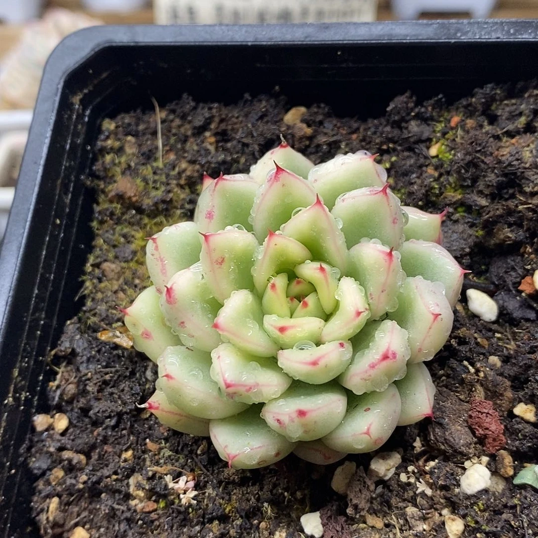 0957 梦幻女王覆轮锦