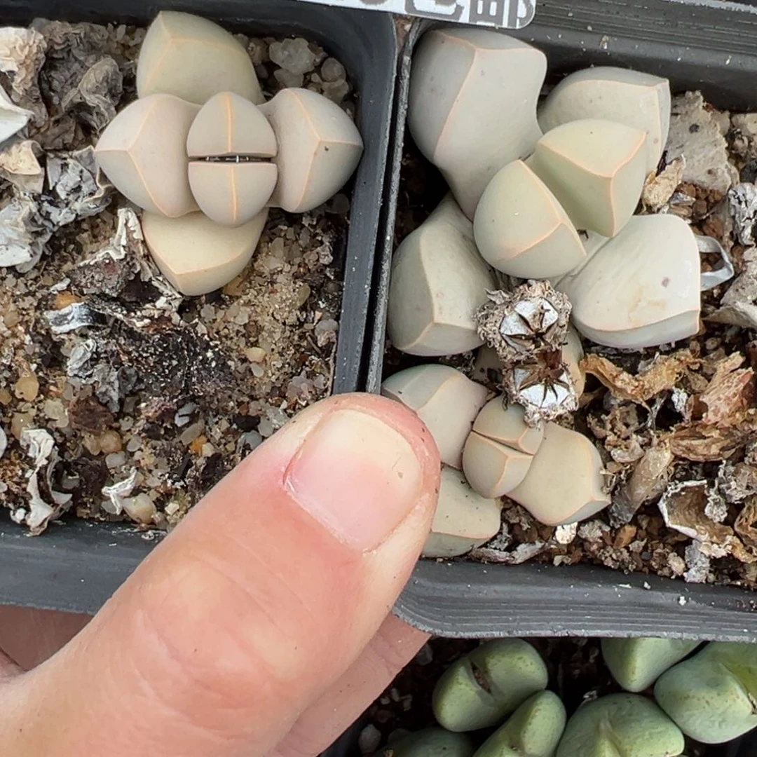 【闪购商品】638……