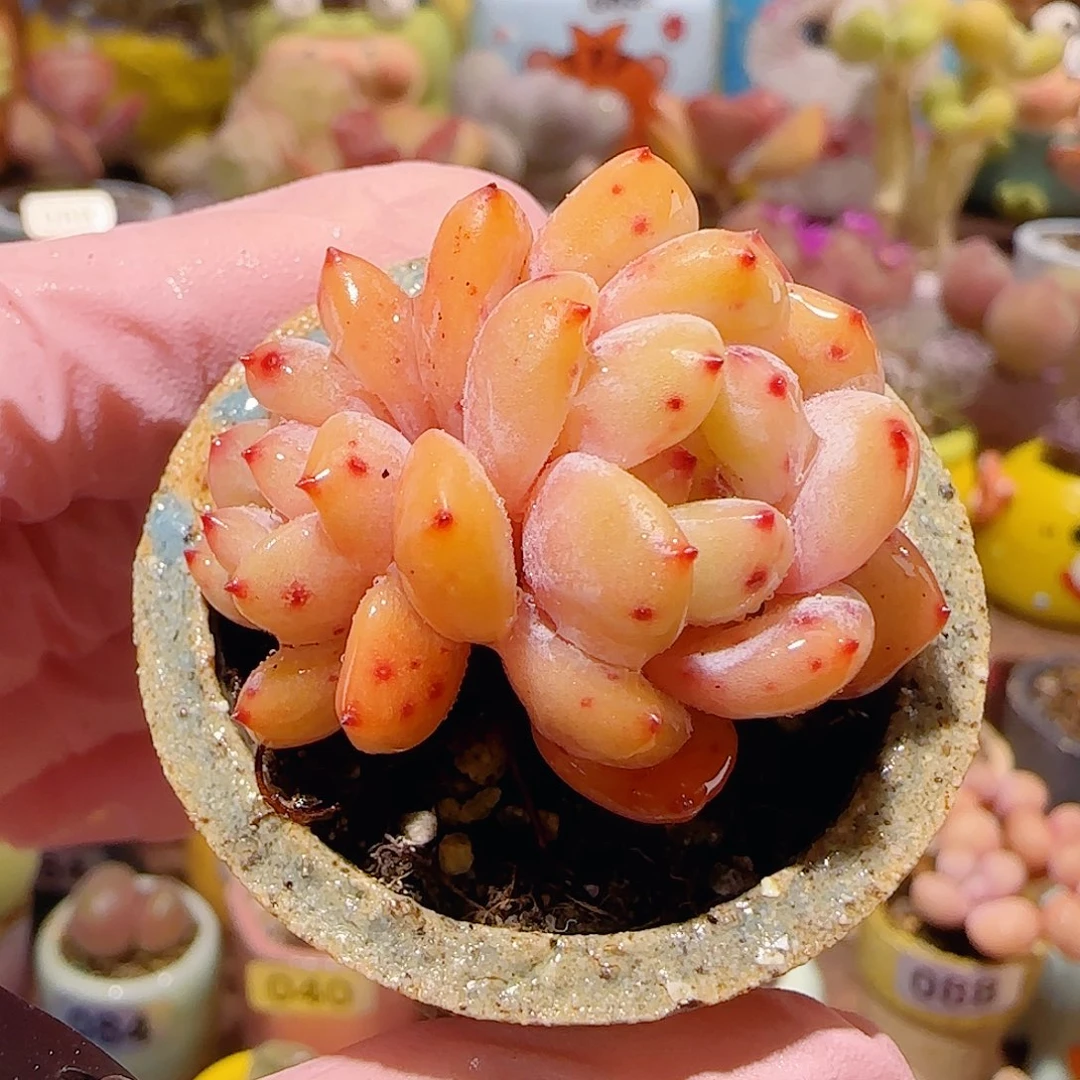 T橙梦露盆口3.5cm