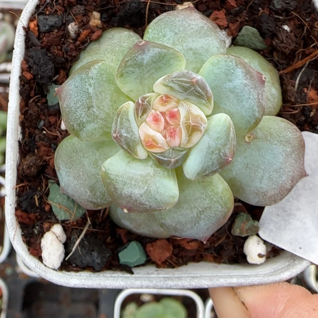 小卡拉米糖心一物一拍8-17