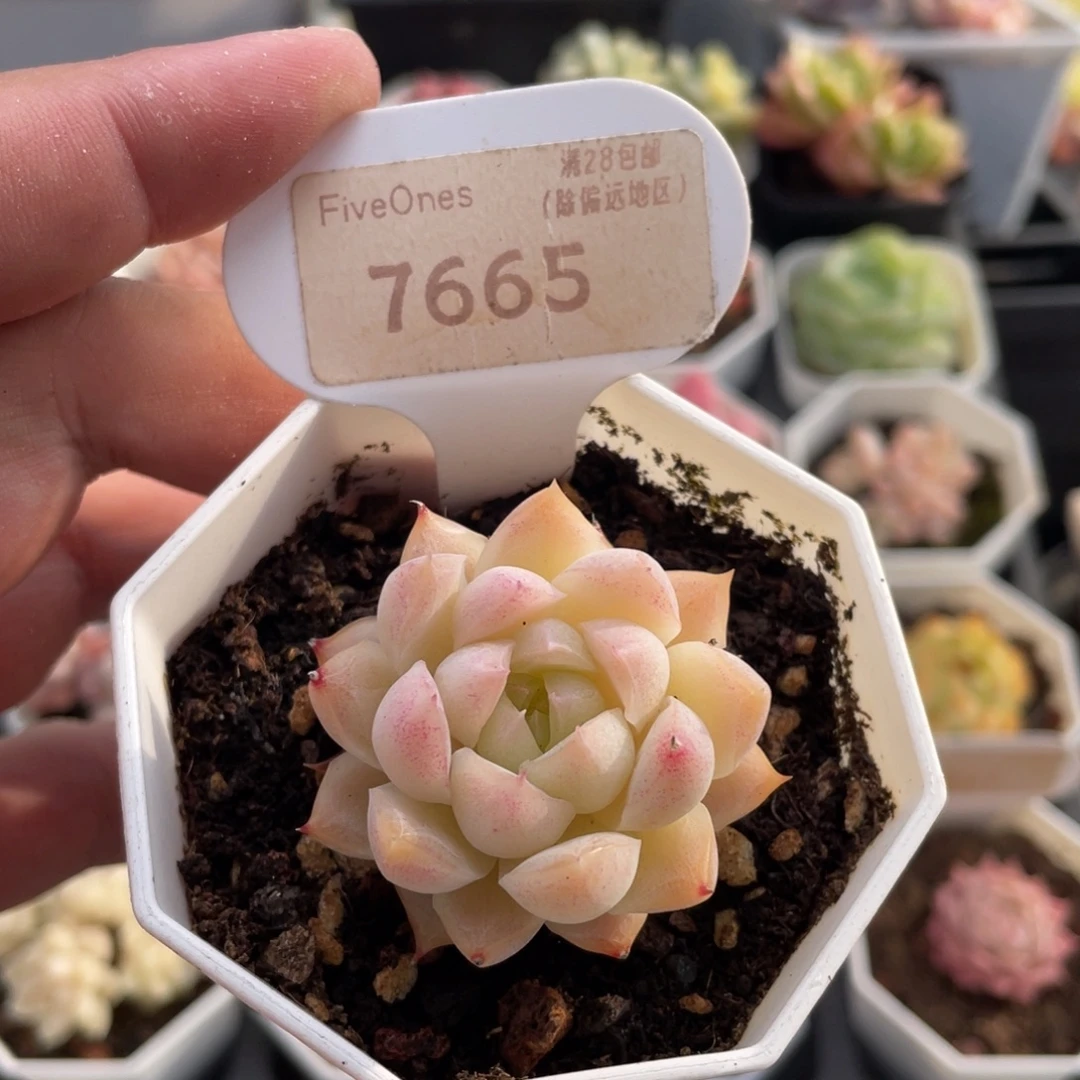 桃熏女王7665-4.5厘米