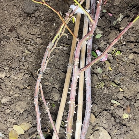 ✺***✺无花朵粉色龙沙宝石