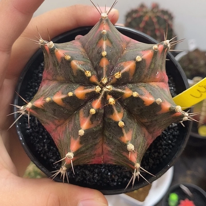 泰系全品米哈——元旦福利16