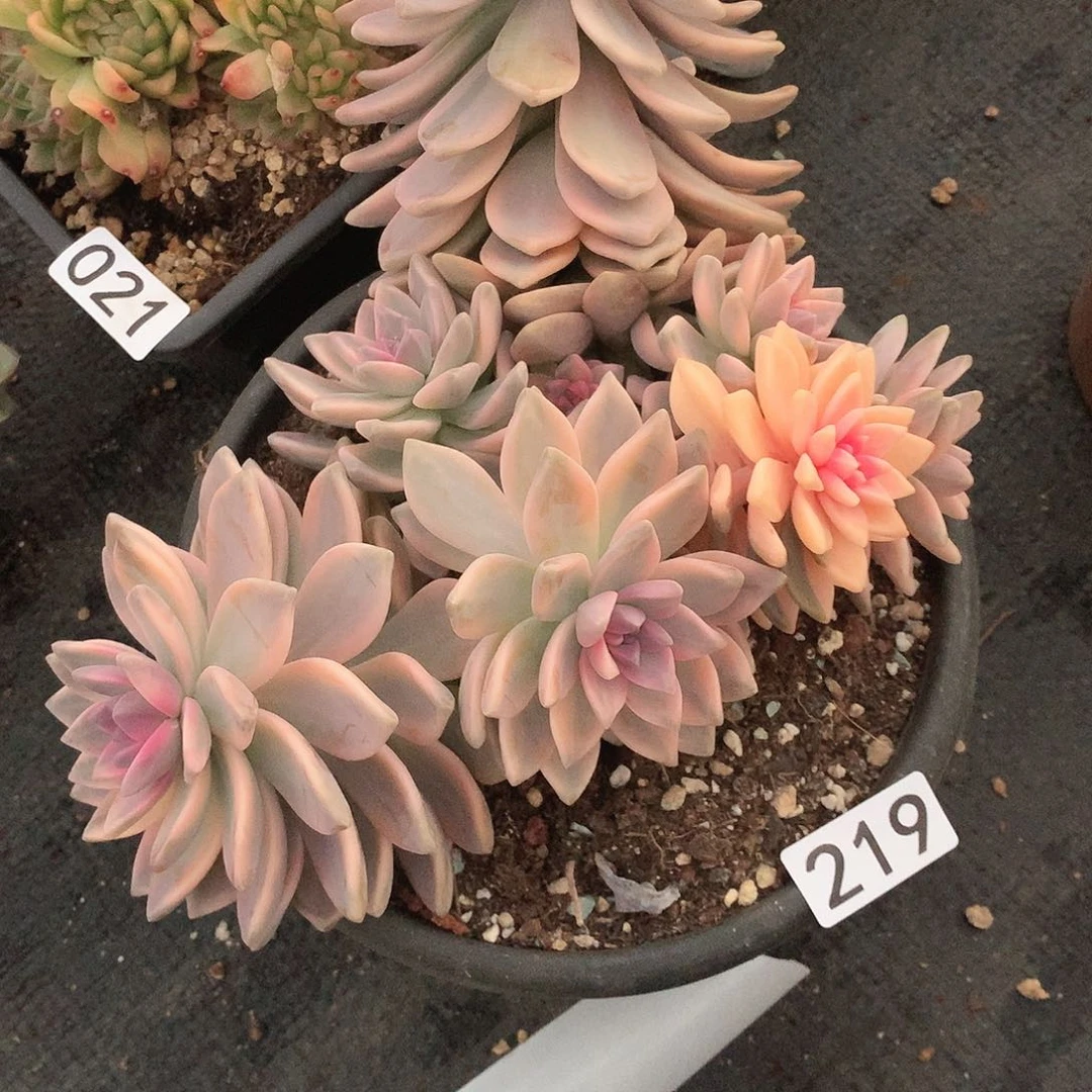 219 一物一拍多肉