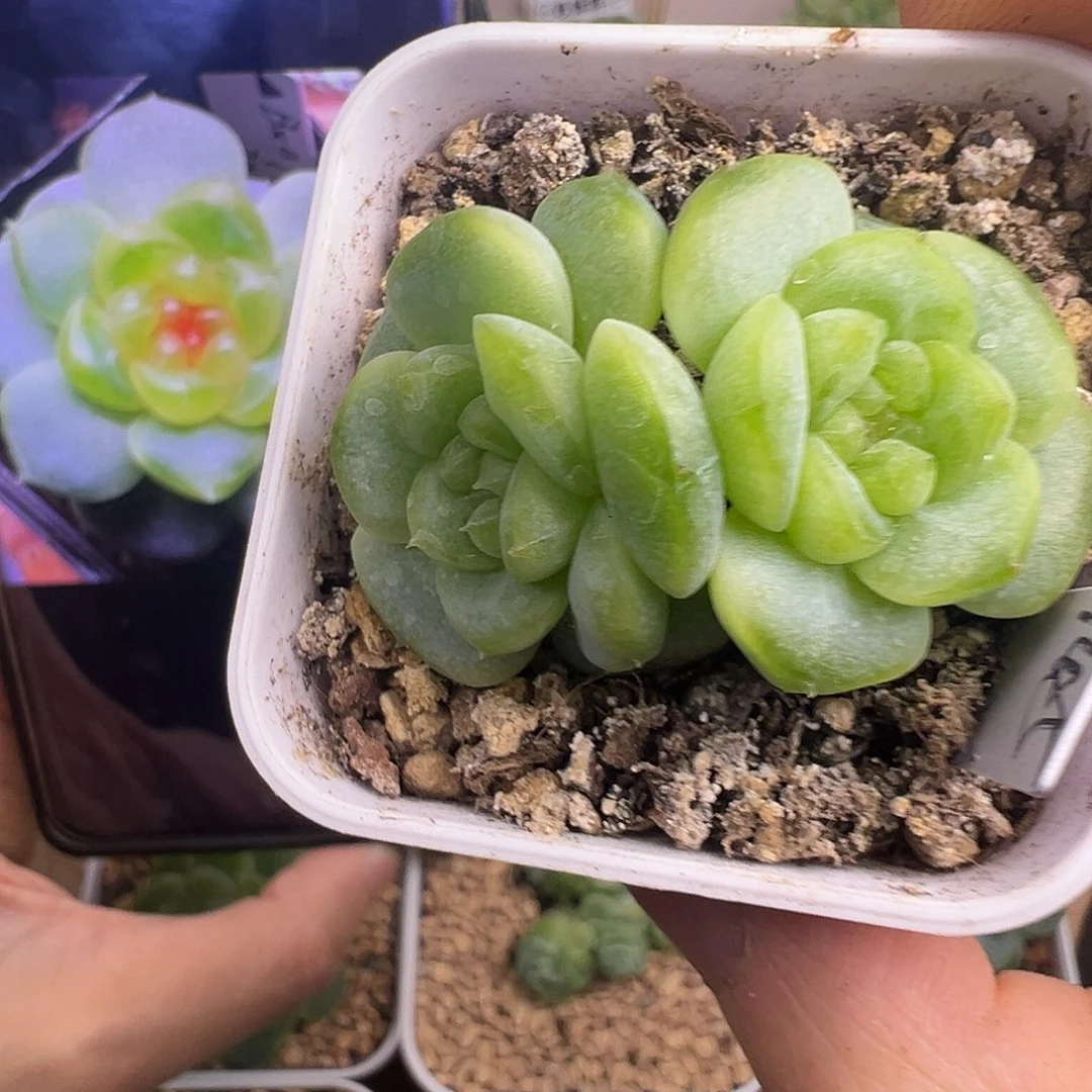 双头145甜心。