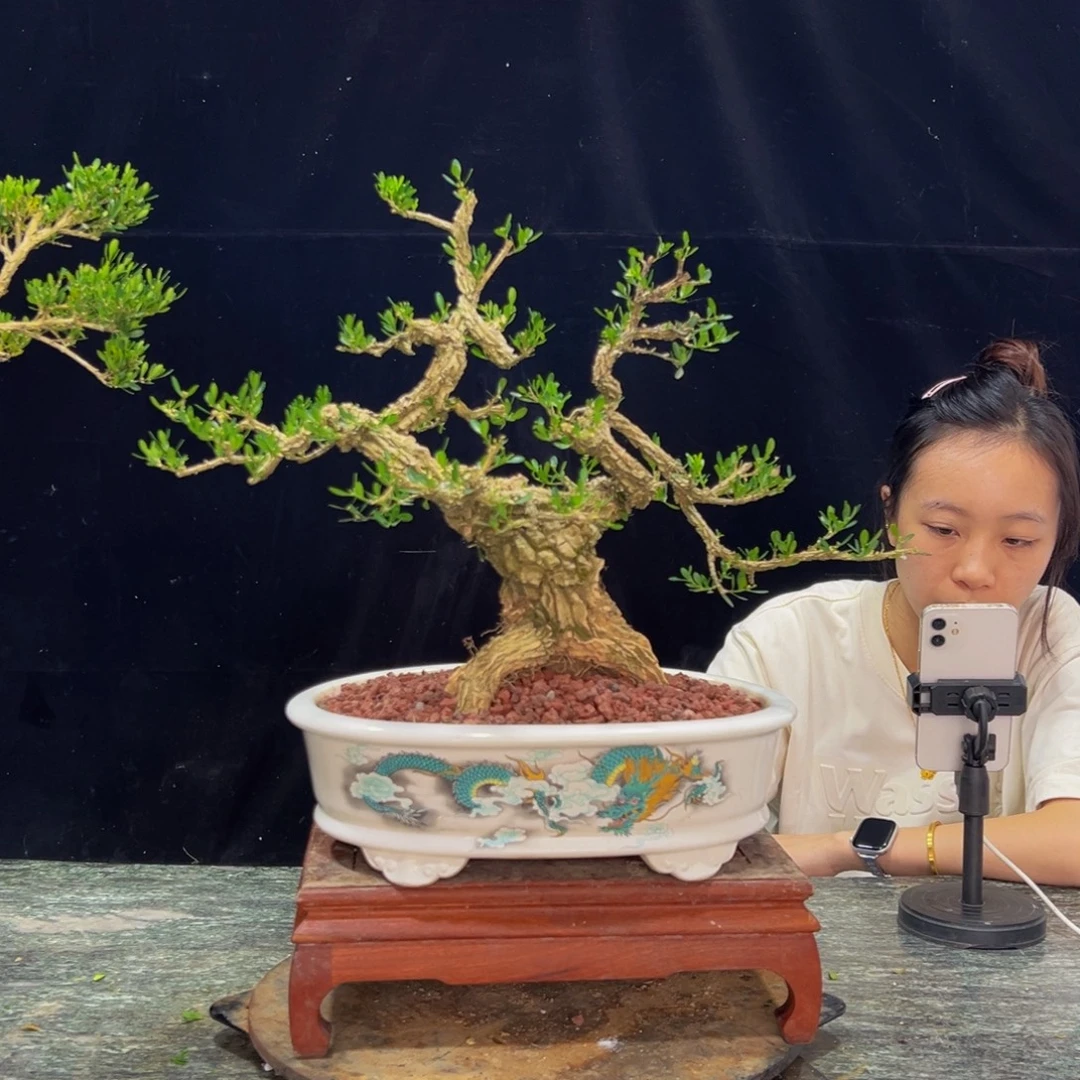 无花朵广东黄杨四季常青