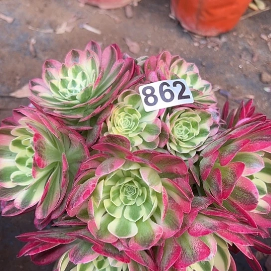 阿****肉多肉植物一个