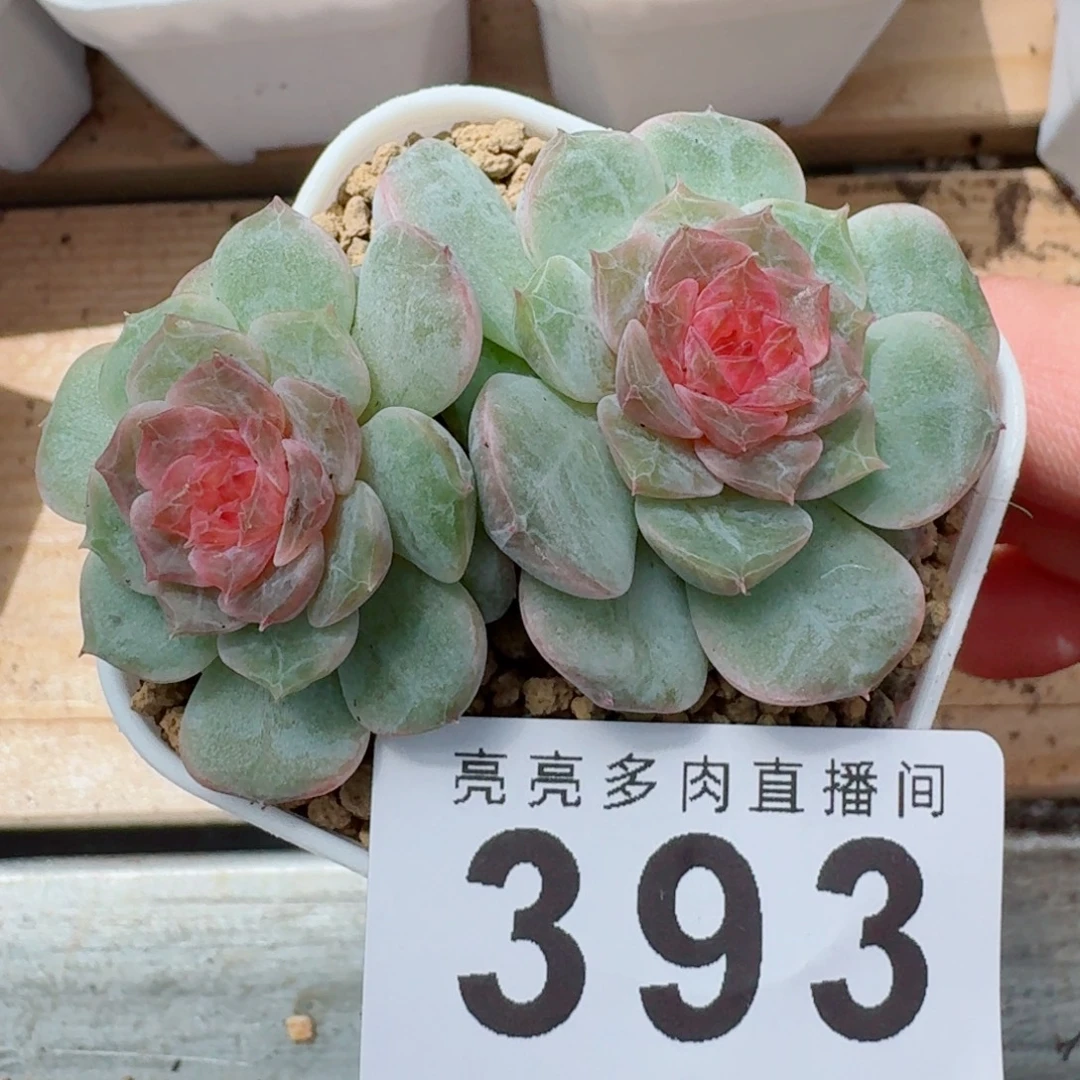开播福利