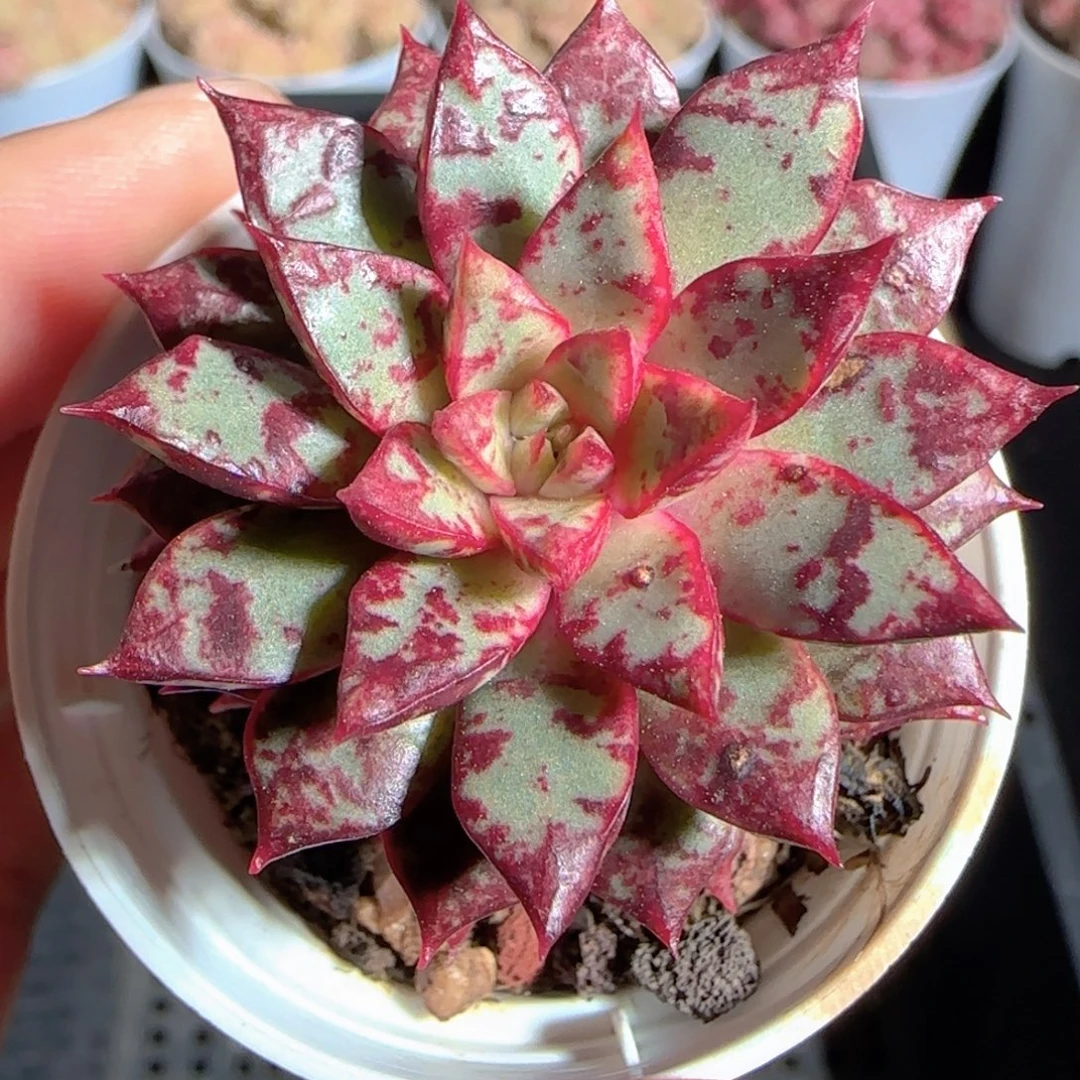 多肉1225-62雪燕雪燕