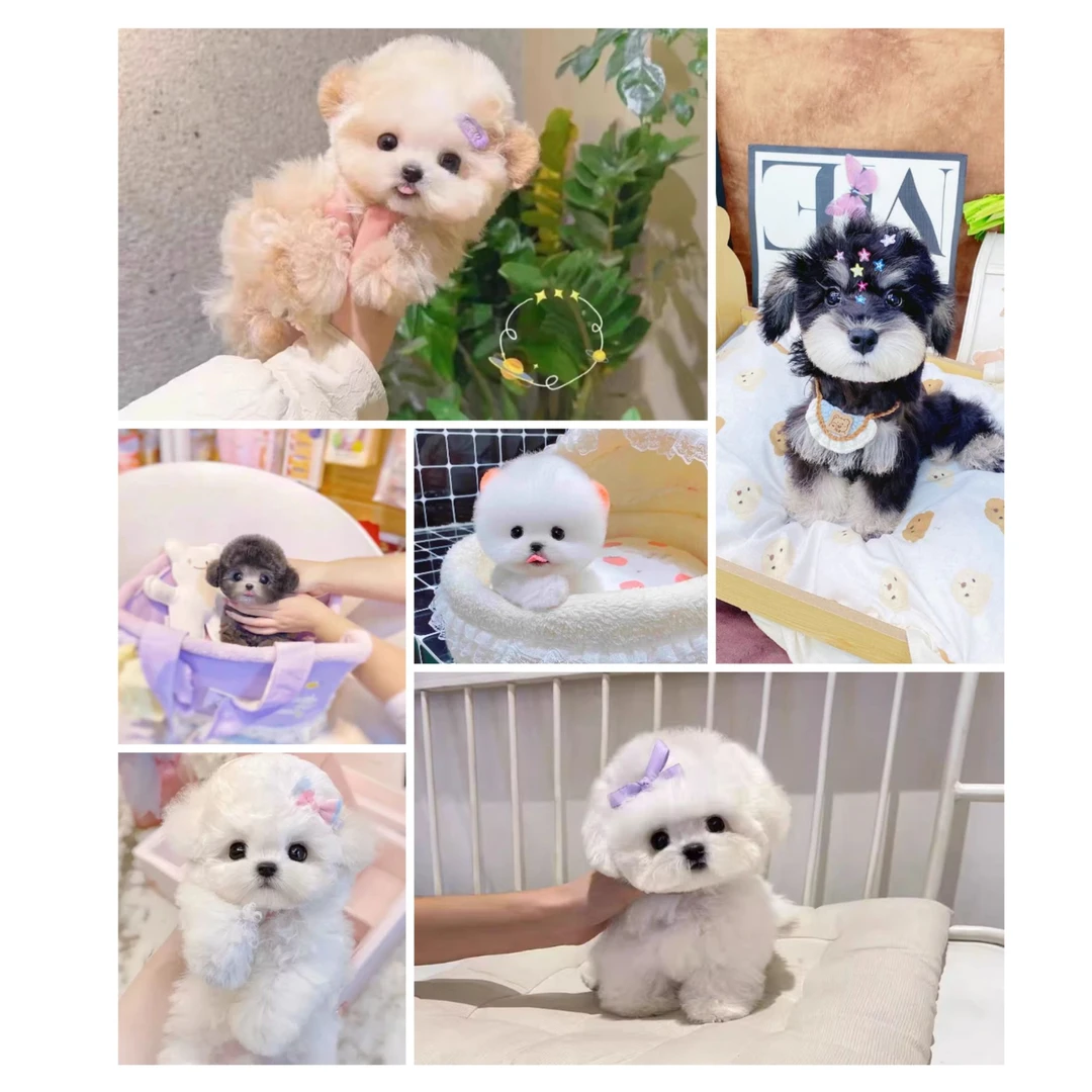 【辣椒萌宠】雪纳瑞，比熊，博美，泰迪，纯种幼犬，活体小体幼崽，