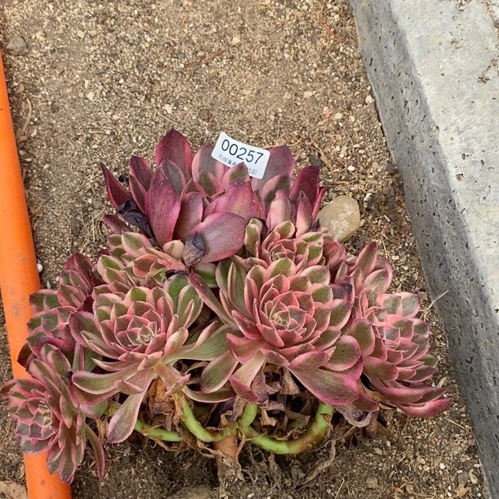 00257云盒多肉植物