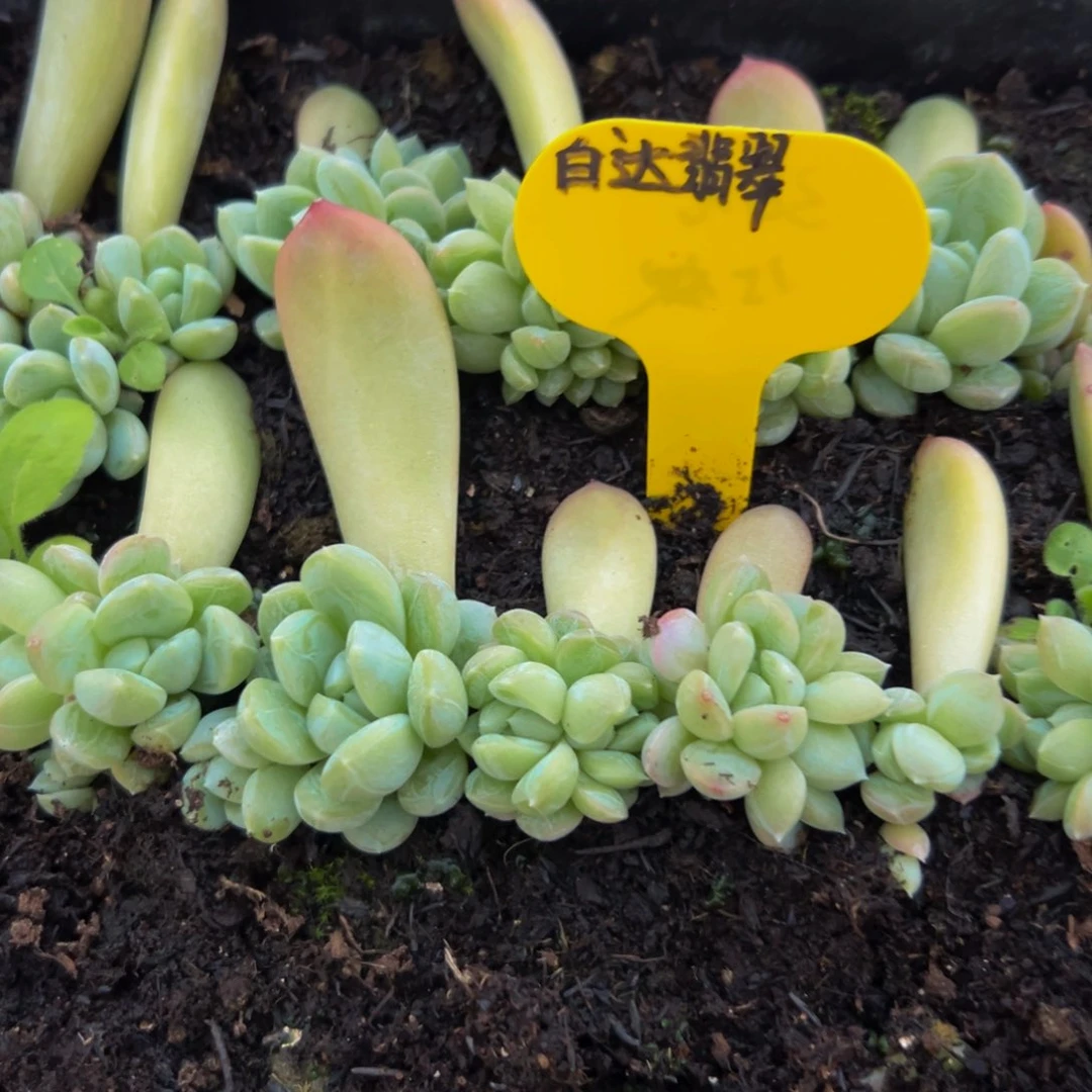 15颗大小不等白达翡翠