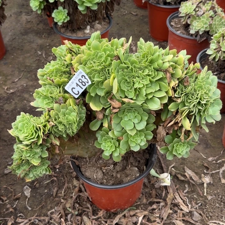 绿羊绒缀……多肉植物……