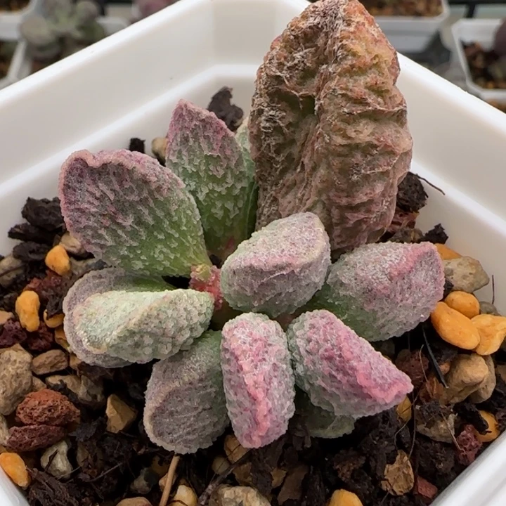 醉心水泡多肉植物