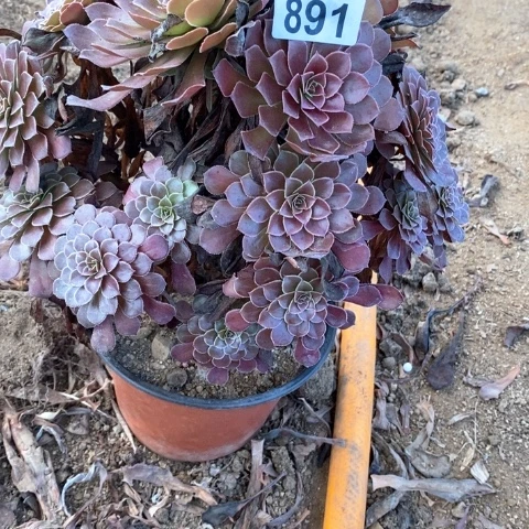 葵***花铜壶法师多肉植物多肉植物891