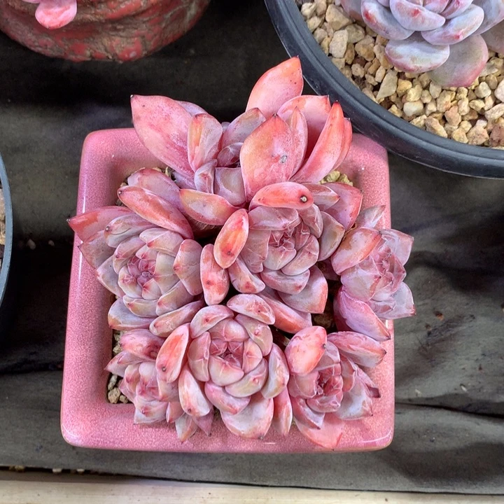 专拍书书的有砍福利价