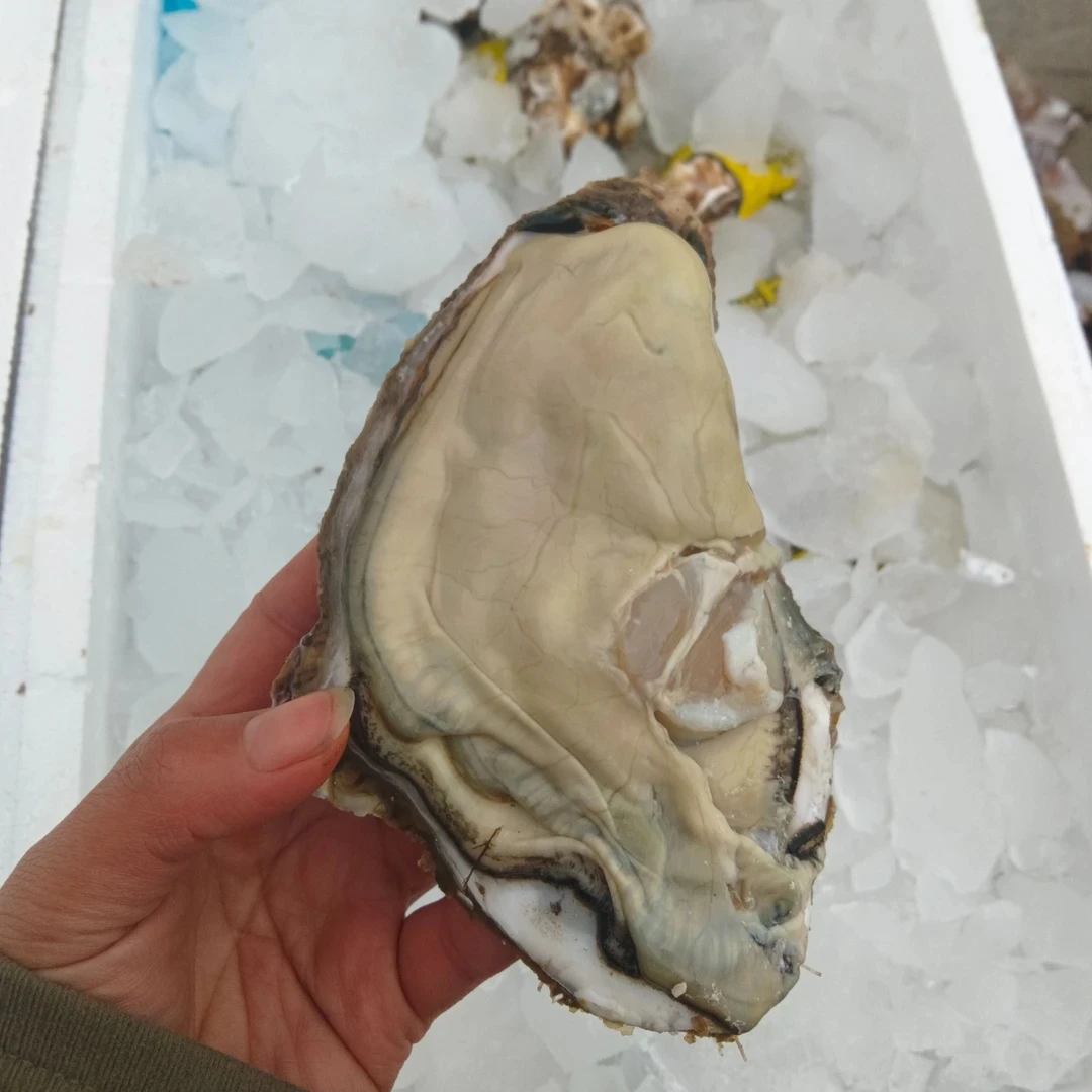 生蚝，正宗乳山生蚝，口感鲜嫩，2-10斤装