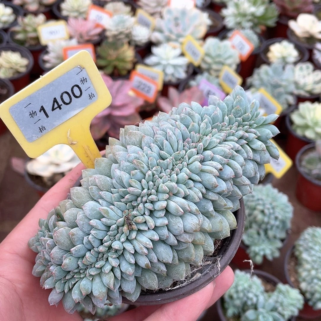 記***〃1400号多肉植物盆栽