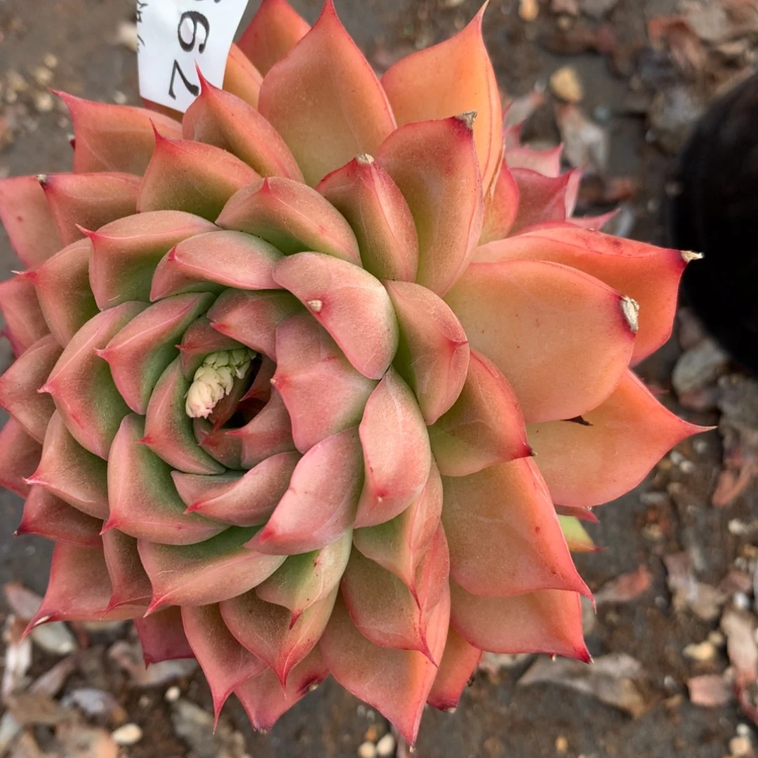 7993杂交多肉老桩