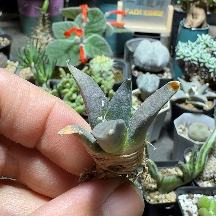 小***啊438岩牡丹实生脱土发货