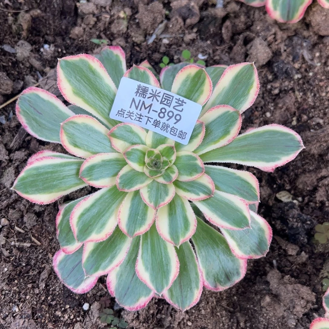 拉丝锦锦多肉植物899