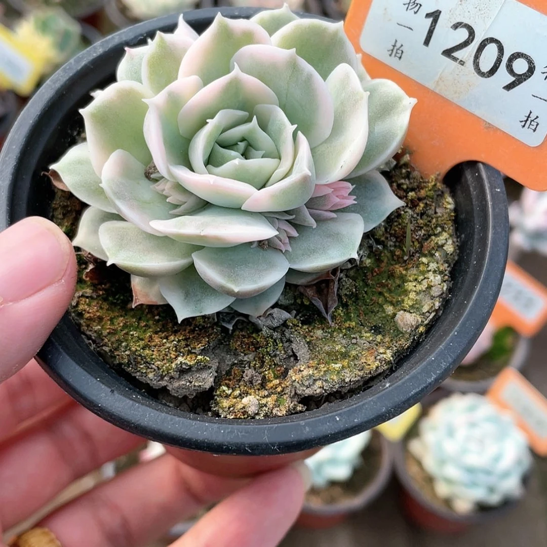 【闪购商品】1209号