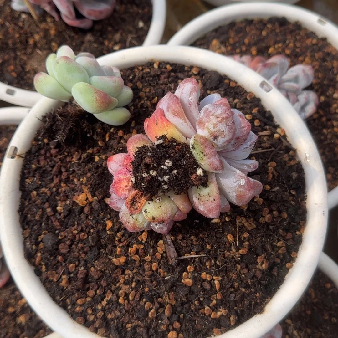 阿****德多肉植物一类