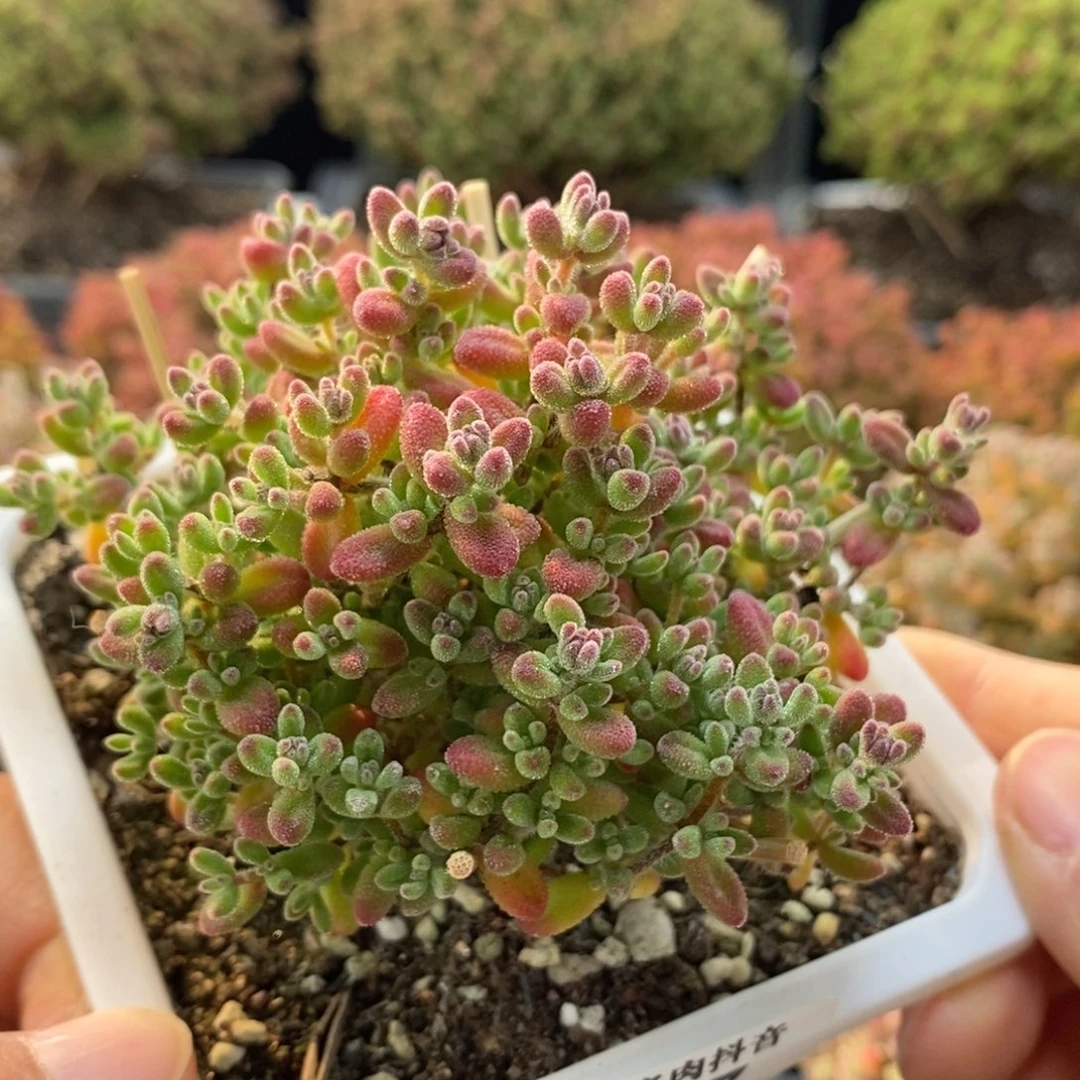 红宝石7087枝干番杏