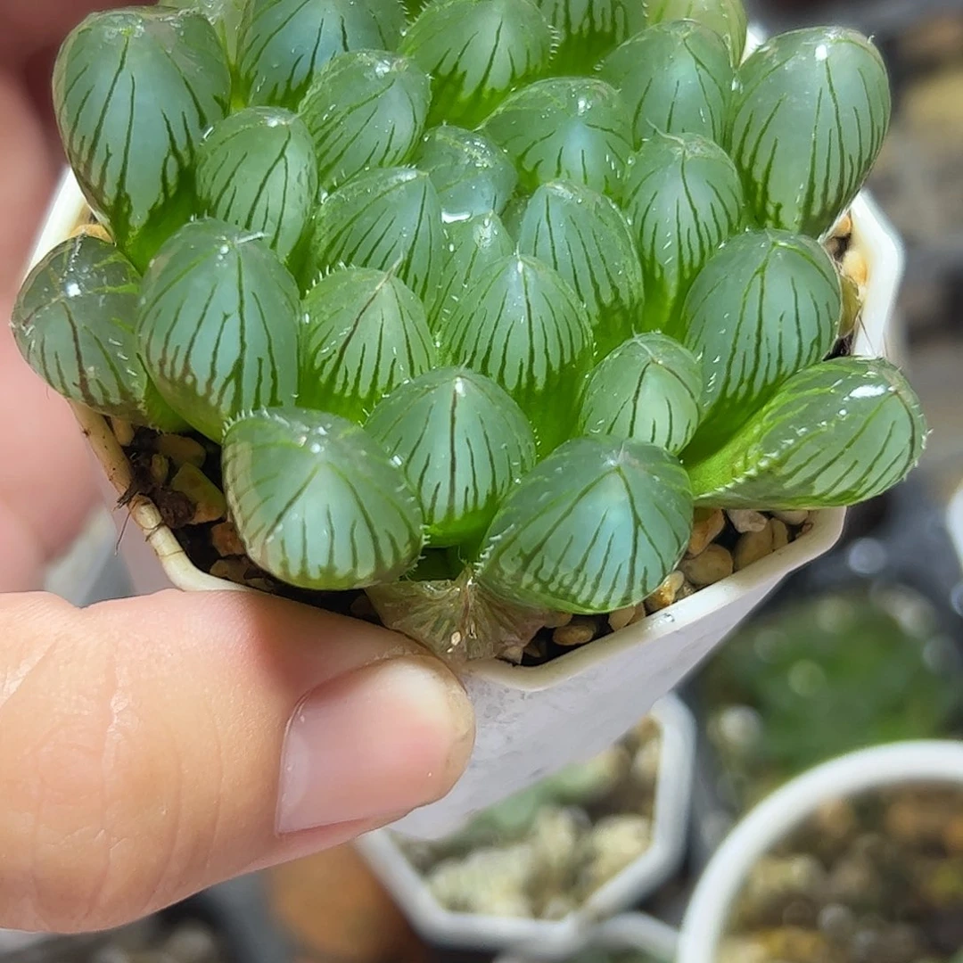 实生玉露十二卷多肉