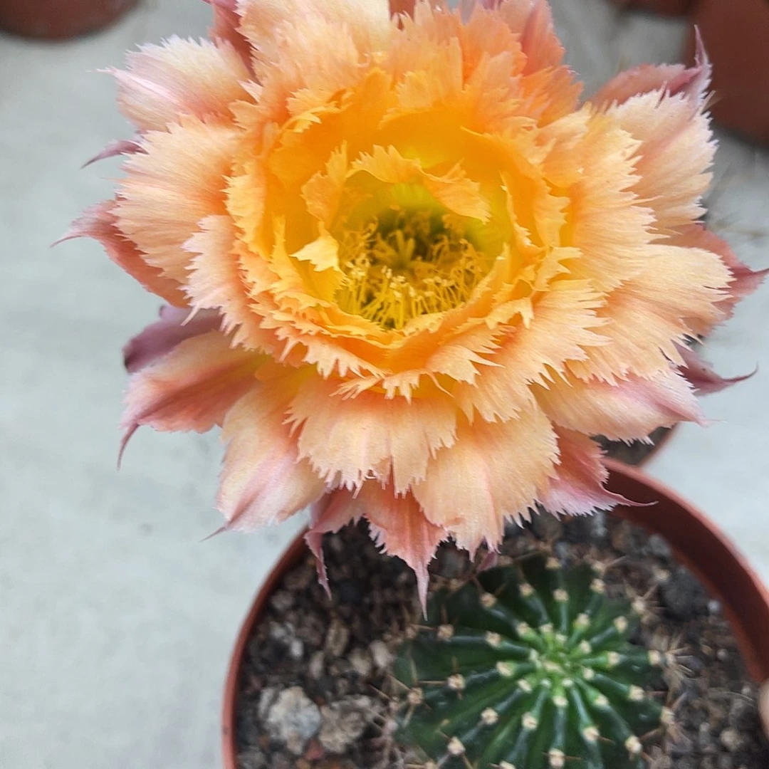 彩草橙黄羽毛带根4.5公分左右