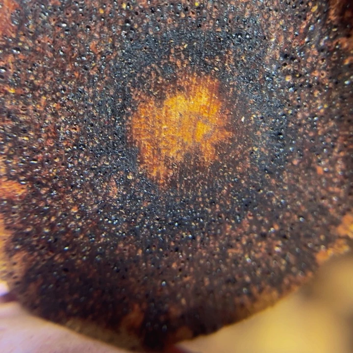 降真香手串定制缅甸小叶降真香