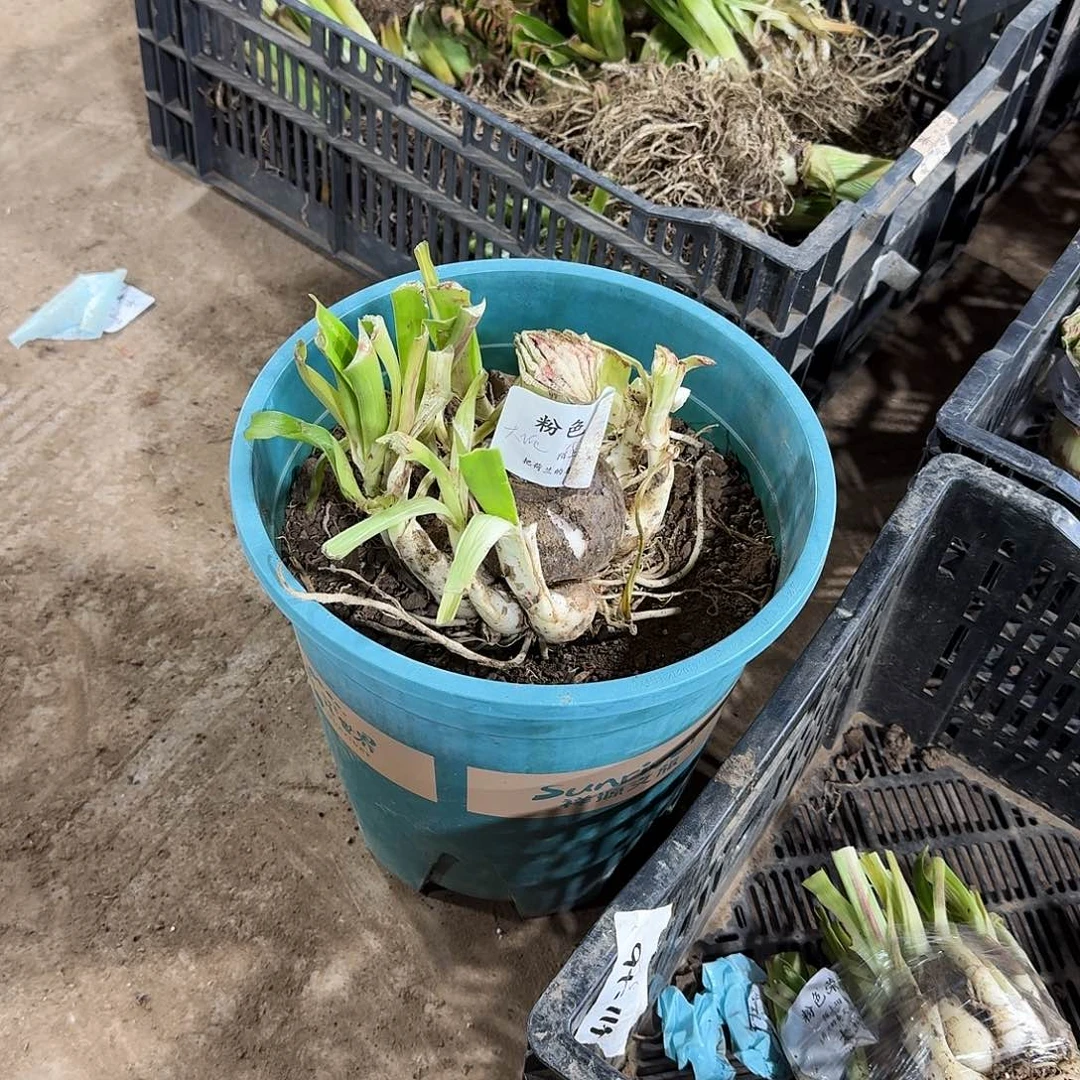 粉色荣耀大坨开花球