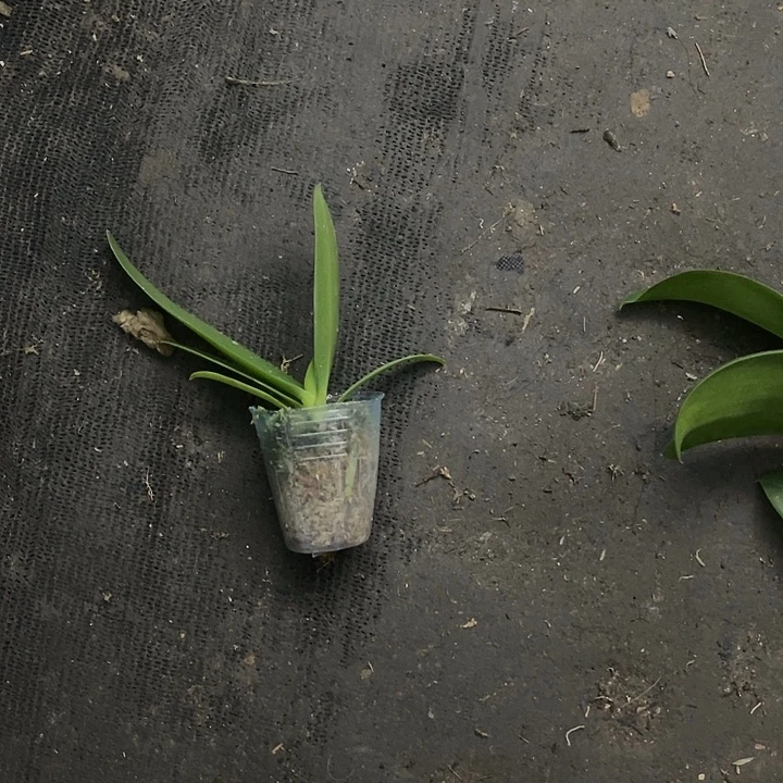 当前无花栽培后可以开花小回紫1.7