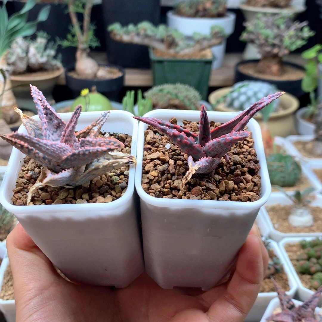 TCT优选园艺芦荟侧芽2颗脱土