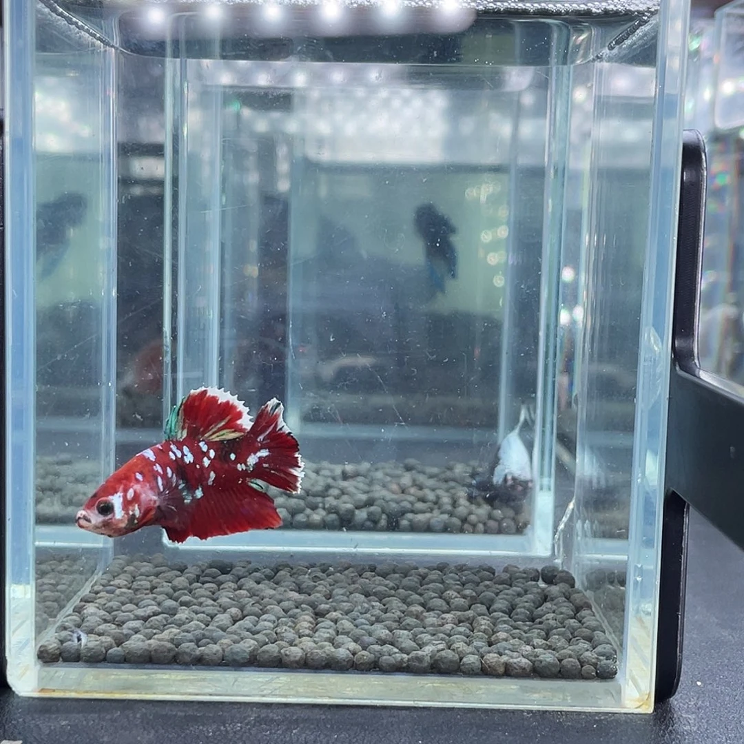 斗鱼84号915早彩金