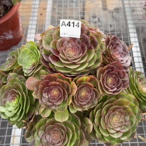 414花月夜30厘米左右