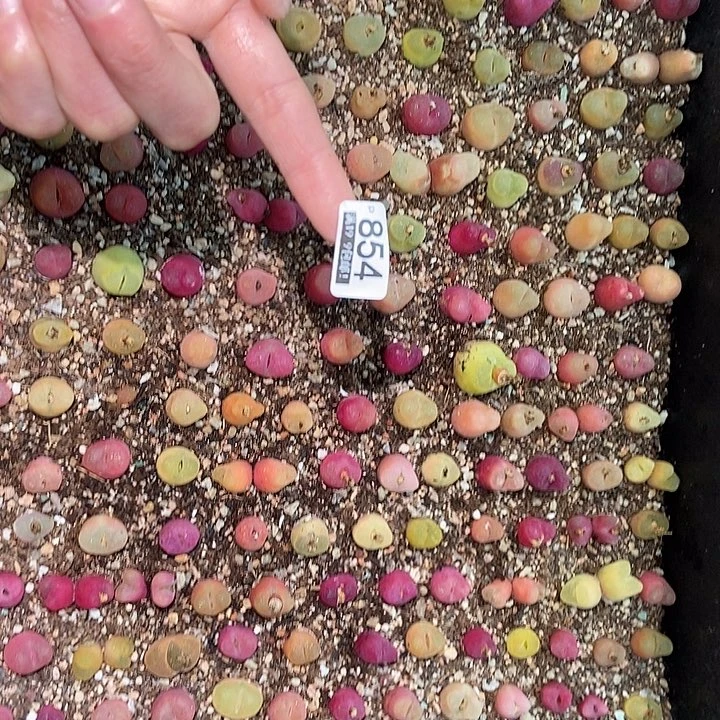 ?***?大舅生石花脱土发854