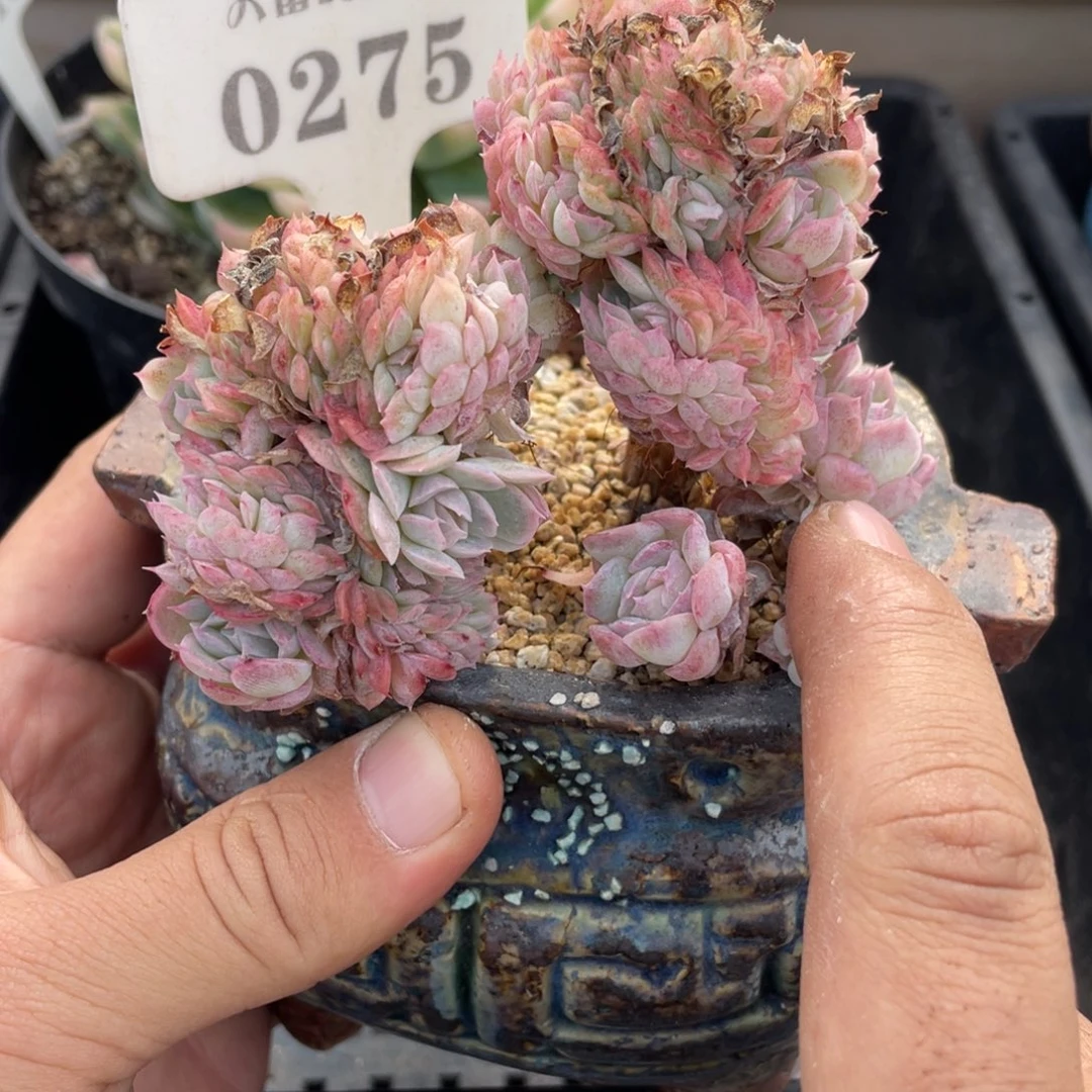 0275香妃月影缀不带盆10厘米