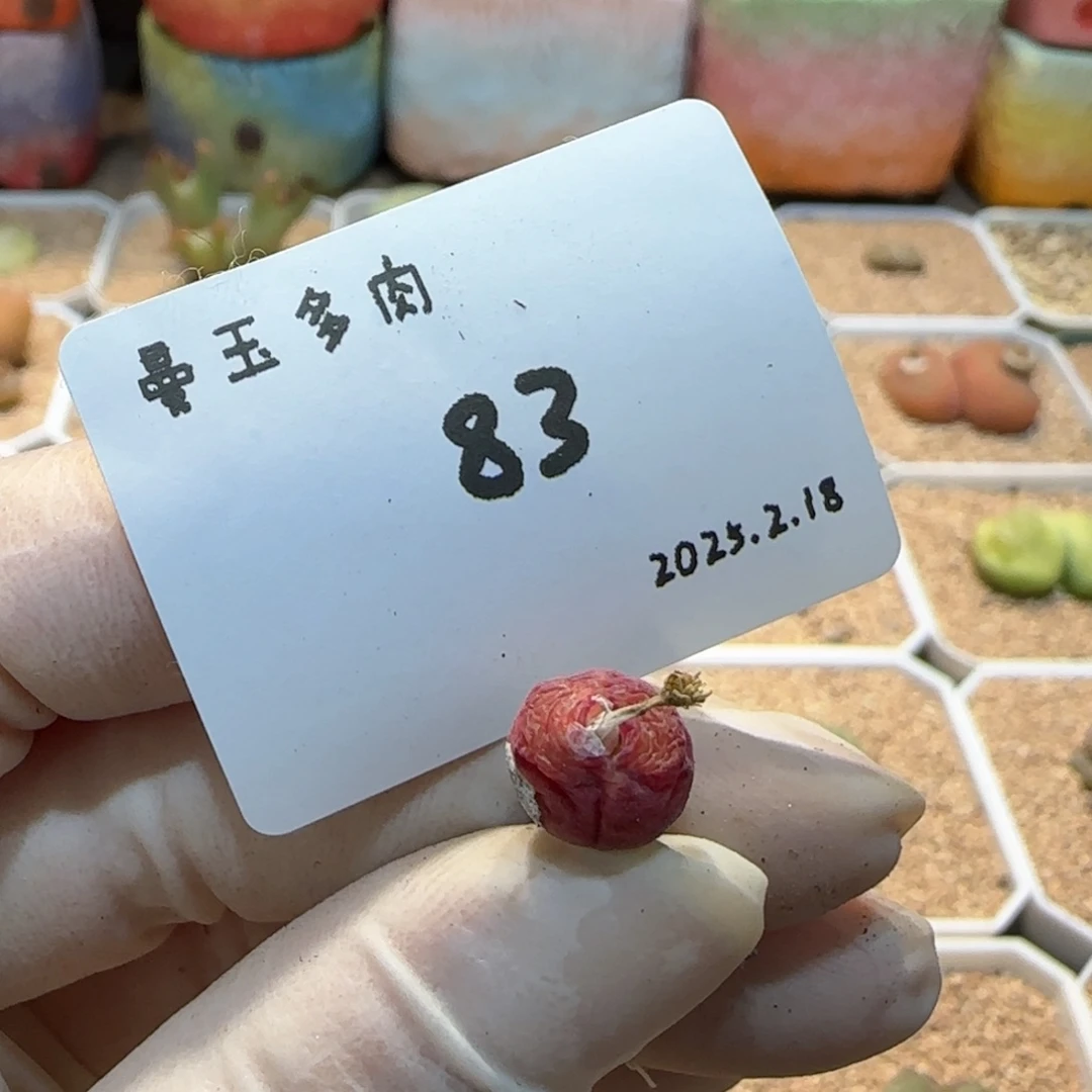 多肉多肉多肉2.18-083