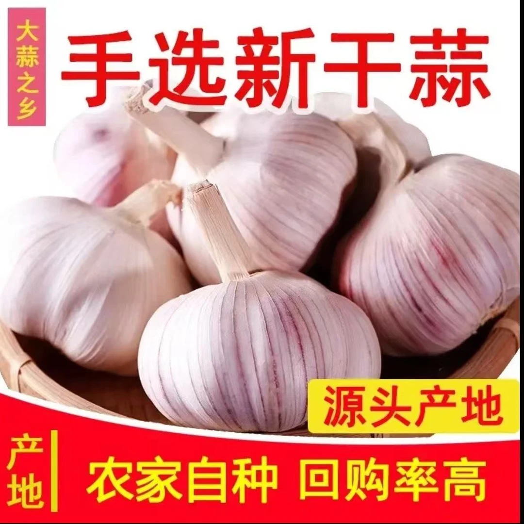 山东金乡大蒜头2/3/5斤干蒜特大蒜批发鲜大蒜正宗2025干蒜新干蒜