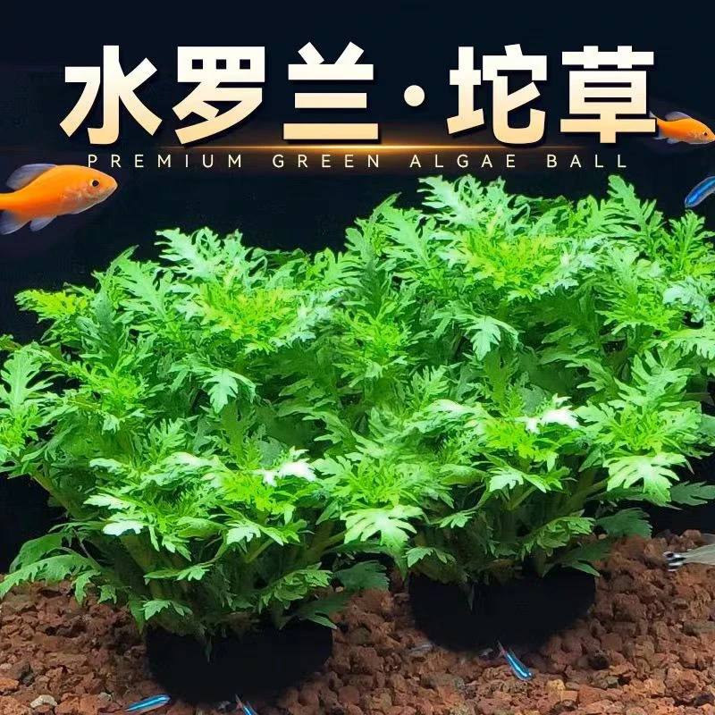 水罗兰坨草鱼缸造景阴性水草水草植物新手懒人好养活植物活性水草