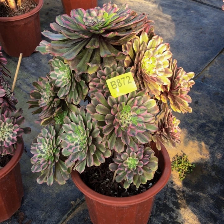 粉黛多肉872000000000