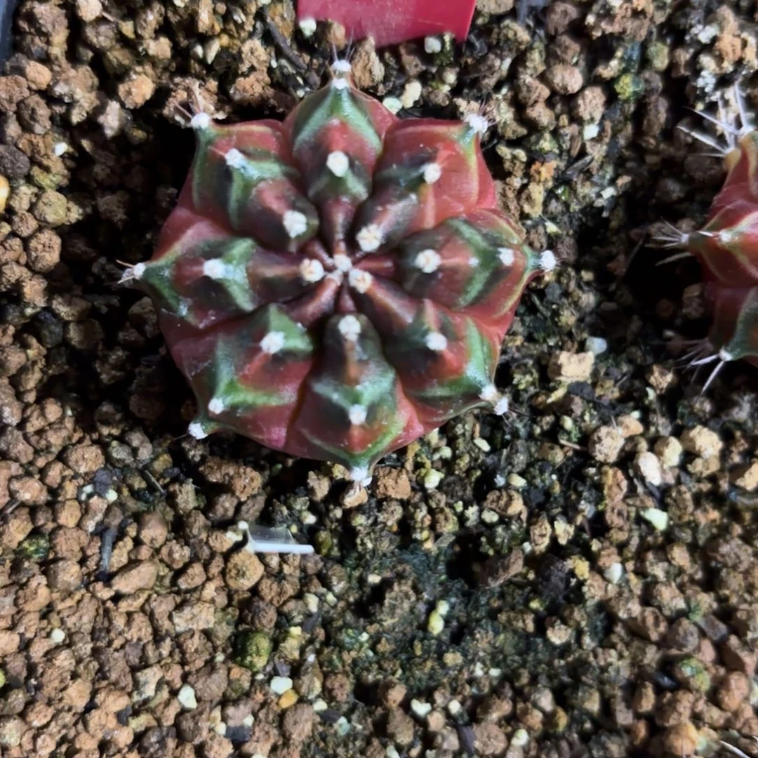 222-1218泰国发货多肉