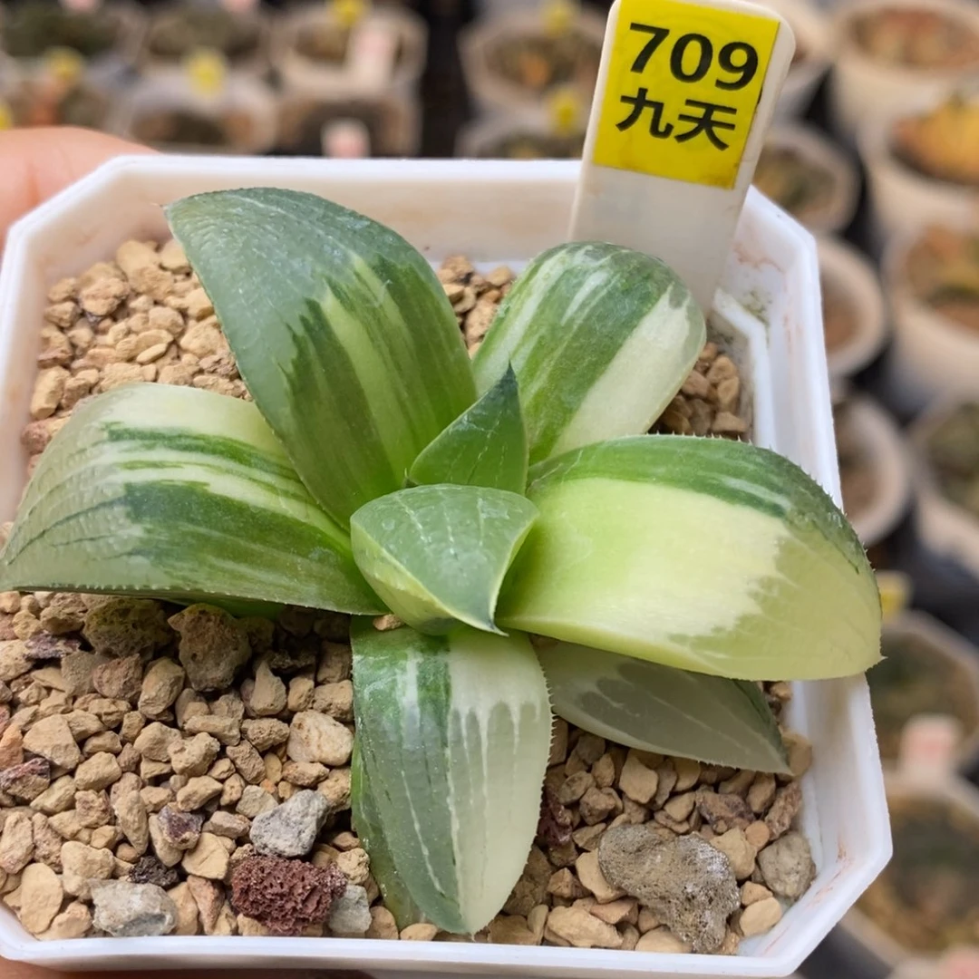 709号阿七头锦发财