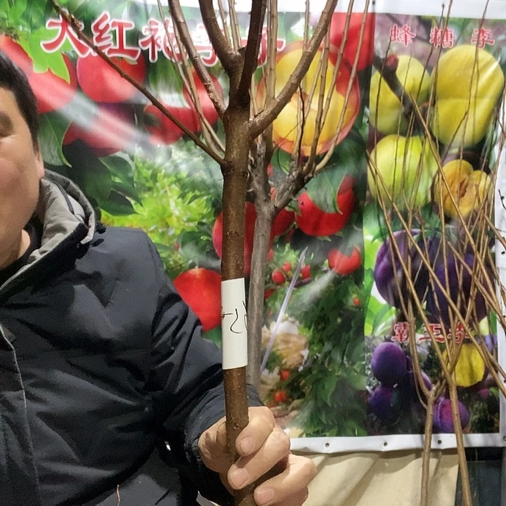 李子树树苗一颗苗29