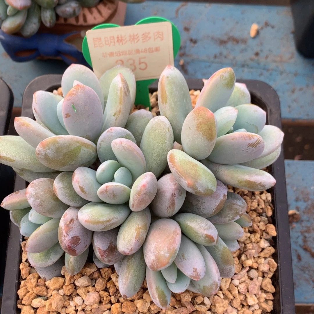 迃****）雪美人无砍平头335