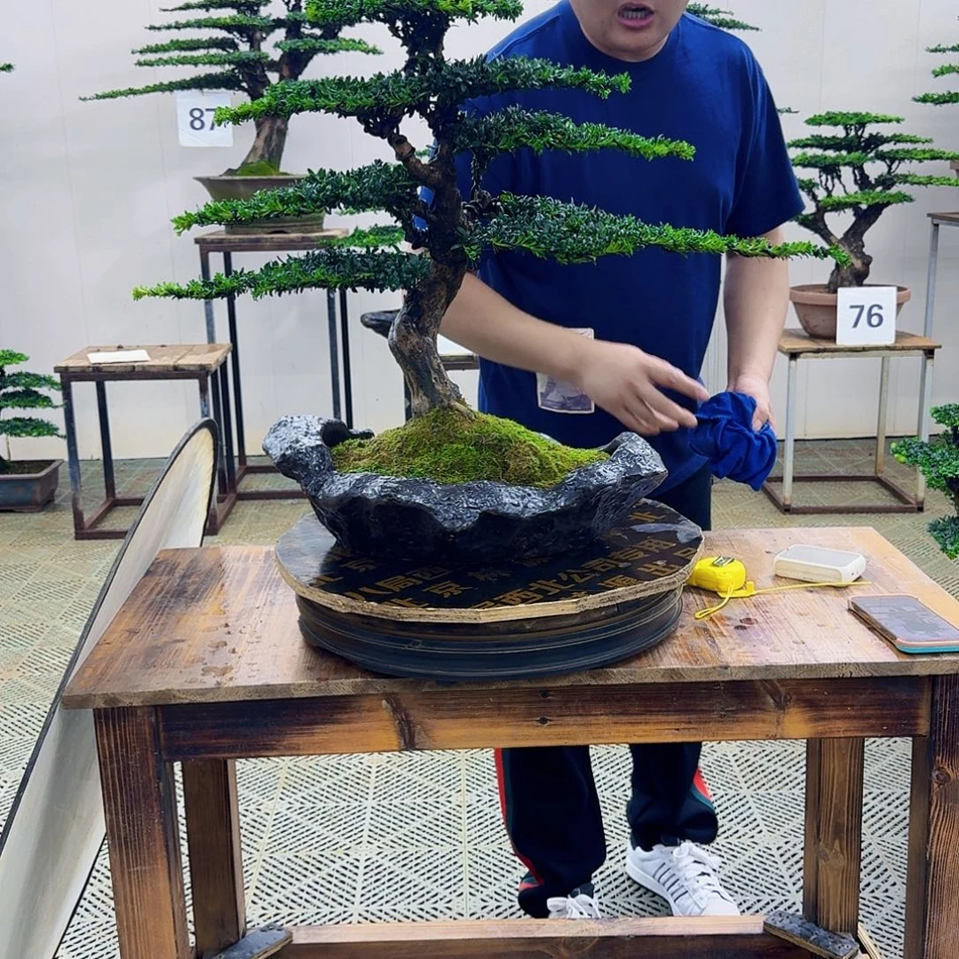 无花朵珍珠罗汉松造型盆景
